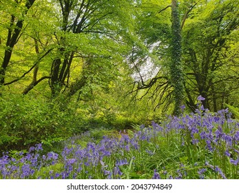 Bluebell Forest Spring Dartmoor Devon