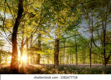 Bluebell Forest Sunrise At Dawn. Natural Woodland Landscape In Norfolk England With Beautiful Soft Natural Sunlight