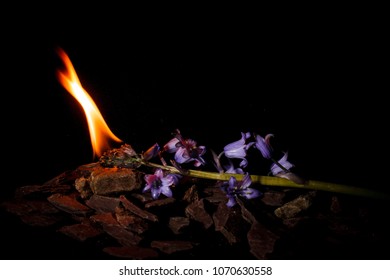 Bluebell Funeral Pyre. 