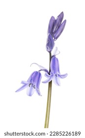 Bluebell, hyacinthoides non-scripta,  flowers and buds isolated against white
