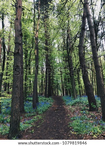Bluebell Lined Path