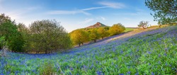 Bluebell Panorama Below Roseberry Topping, In Newton Wood, A Distinctive Hill In North Yorkshire, Popular With Walkers And Ramblers