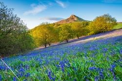 Bluebell Slope And Roseberry Topping, In Newton Wood, A Distinctive Hill In North Yorkshire, Popular With Walkers And Ramblers