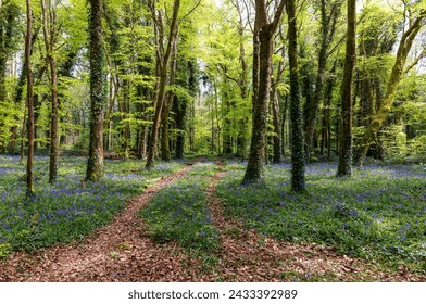 Bluebell wildflowers "Hyacinthoides non-scripta" beside track running through woodland. Sunlight shining through tall trees. Fresh Spring growth in "Killinthomas Wood", "County Kildare", Ireland - Powered by Shutterstock