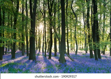 Bluebell Wood