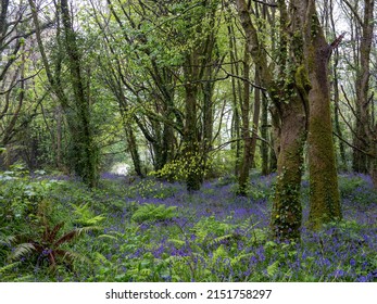 Bluebell Wood With Beach Trees Uk 