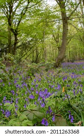 Bluebell Wood In Bentley Priory Nature Reserve, London