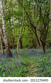 Bluebell Wood In Bentley Priory Nature Reserve