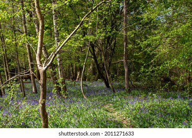 Bluebell Wood In Bentley Priory Nature Reserve, London