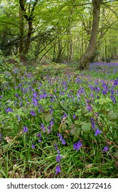 Bluebell Wood In Bentley Priory Nature Reserve, London