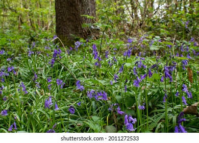 Bluebell Wood In Bentley Priory Nature Reserve, London