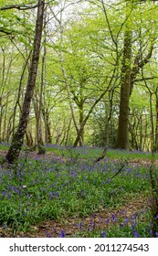 Bluebell Wood In Bentley Priory Nature Reserve, London