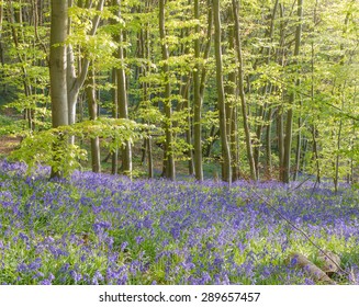 Bluebell Wood, England