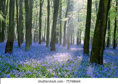 Bluebell Wood ,England