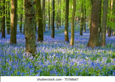 Bluebell Wood ,England