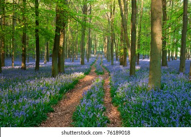 Bluebell Wood ,England