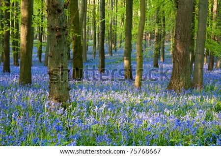 bluebell wood ,England