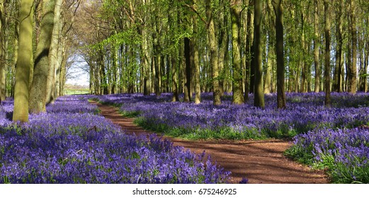Bluebell Wood Hertfordshire UK