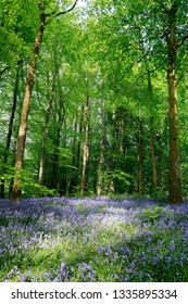 Bluebell Wood At Portglenone, Northern Ireland With Dappled Sunlight Shining Through Trees