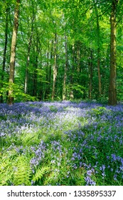 Bluebell Wood At Portglenone, Northern Ireland With Dappled Sunlight Shining Through Trees