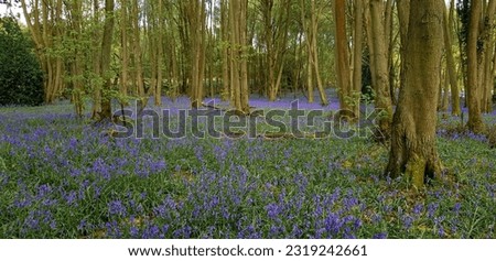Bluebell wood at Shrawley Worcester, Worcestershire uk