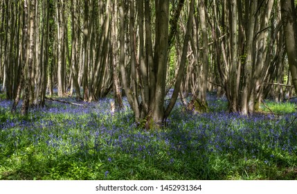 Bluebell Wood West Malvern Worcestershire