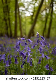 Bluebell Woodland In Spring Sunshine