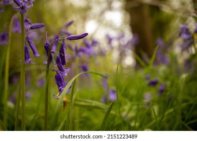 Bluebell Woodland In Spring Sunshine