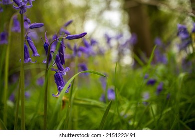 Bluebell Woodland In Spring Sunshine