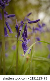 Bluebell Woodland In Spring Sunshine