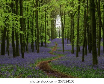 Bluebell Woods