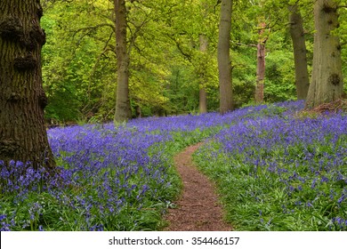 Bluebell Woods