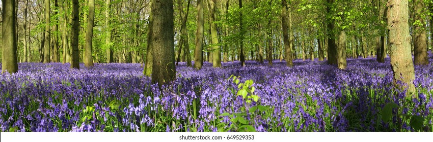 Bluebell Woods