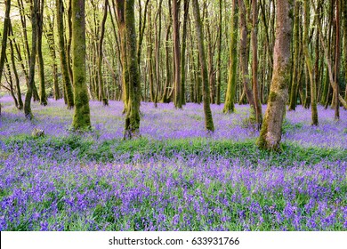 Bluebell Woods At Camborne In The Cornwall Countryside