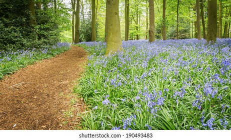 Bluebell Woods In Coton Manor Northampton Uk