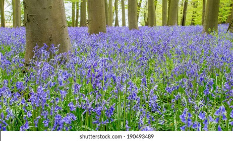 Bluebell Woods In Coton Manor Northampton Uk