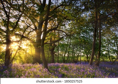 Bluebell Woods In Norfolk UK With Dawn Sunrise