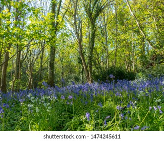 Bluebell Woods Park In Guernsey 