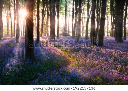 Bluebell woods path sunrise in Norfolk England. Bluebells (Hyacinthoides) are a late spring wild flower well known for its on mass colour of blues and purples, usually found more in woodlands.