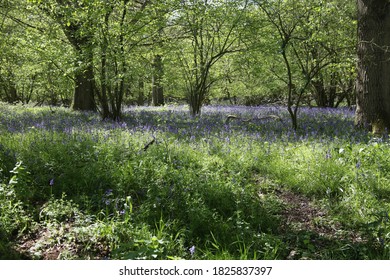 Bluebell Woods, Peasemore, West Berkshire