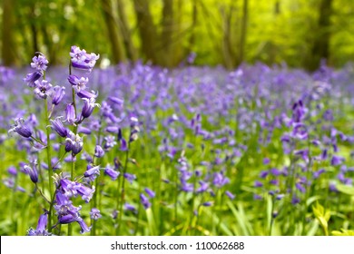 Bluebell Woods In Spring In UK Countryside