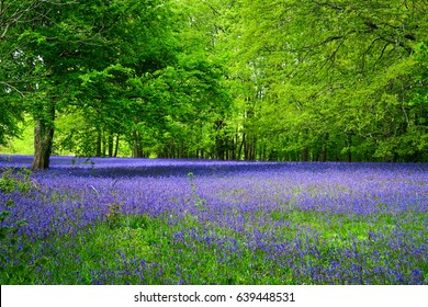 Bluebells