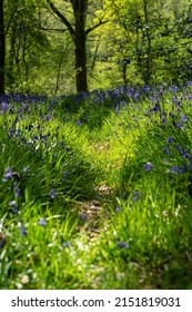 Bluebells In Ancient Worcestershire Woodland