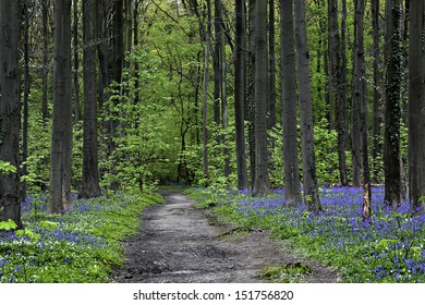 Bluebells In Beach Woodland, Halle, Bel