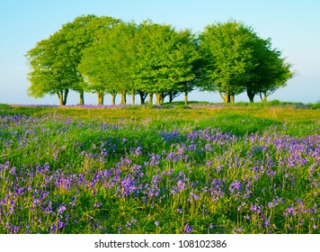 Bluebells And Beech Trees On The Quantock Hills In Somerset, England