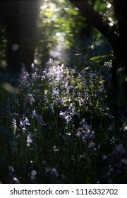 Bluebells In Eype Down, Dorset