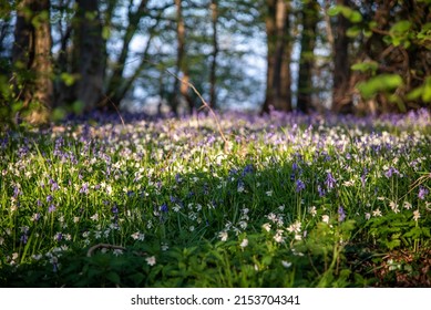 Bluebells In A Field In Sunny Weather On A Quiet Evening, West Sussex, UK.