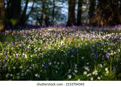 Bluebells In A Field In Sunny Weather On A Quiet Evening, West Sussex, UK.