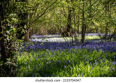 Bluebells In A Field In Sunny Weather On A Quiet Evening, West Sussex, UK.