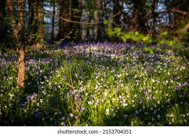 Bluebells In A Field In Sunny Weather On A Quiet Evening, West Sussex, UK.